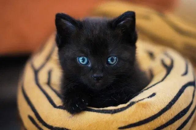 gatito negro en una cama circular